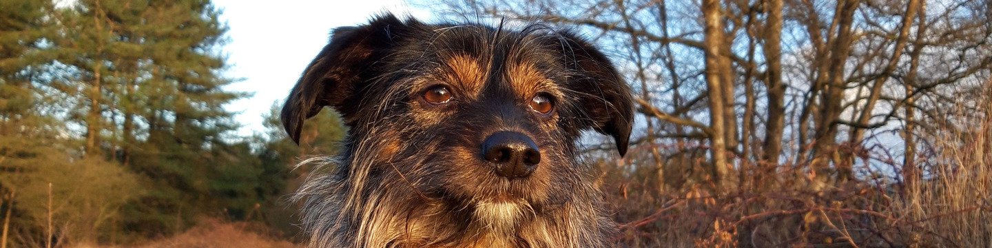 Foto van een hond